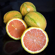 Citrus Pink Eureka Lemon Seeds