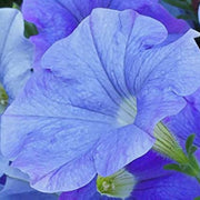 Sky Blue Petunia Seeds