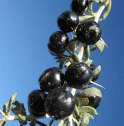 Black GojiBerry Berry Seeds
