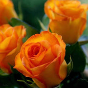 Gold Rose Rose Seeds
