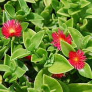Red Ice Seeds
