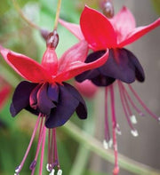 Black Red Fuchsia Flower Seeds - Flower Plant