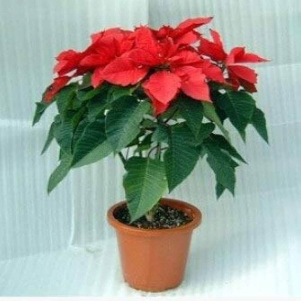 Christmas Star Poinsettia Seeds