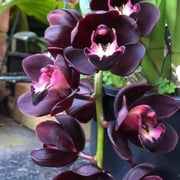 Black Cymbidium Orchid Seeds