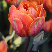 Orange and Green Tulip Seeds