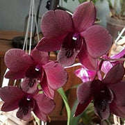 Chocolate Phalaenopsis Orchid Seeds