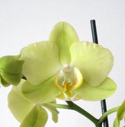 Green Orchid Seeds