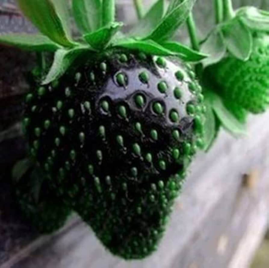 Black Strawberry Seeds