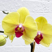 Red Yellow Phalaenopsis Orchid Seeds