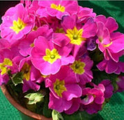 Mixed Heirloom Wildflower Blend Primula Seeds