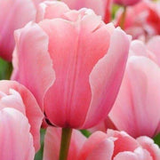 Light Pink Tulip Seeds