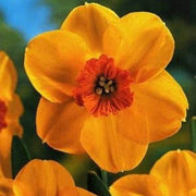 Orange Daffodil Seeds