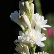 Tuberose Seeds - for Home Gardens Seeds