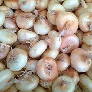 Borettana Cipollini Onion Seeds
