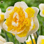 Double Petals Daffodil Narcissus Seeds