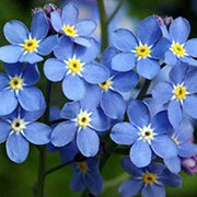 Heirloom Wildflower Myosotis Alpestris Seeds