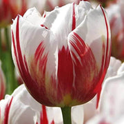 Red and White Tulip Seeds