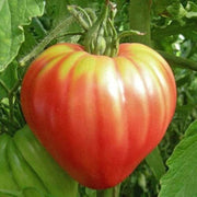 Red Oxheart Tomato Seeds