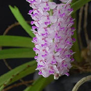Wildflower Mix Rhynchostylis Seeds