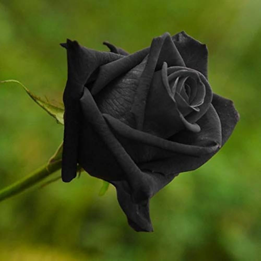 Black Rose Seeds