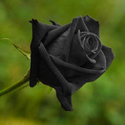 Black Rose Seeds