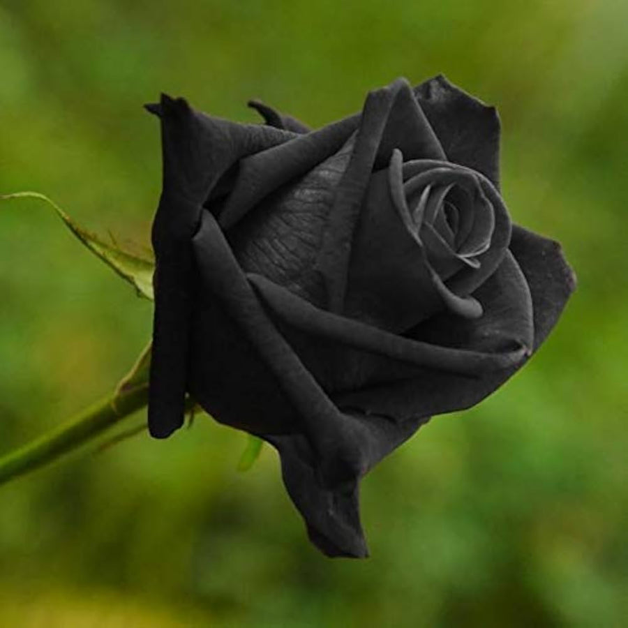 Black Rose Seeds