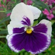 White Violet Pansy Seeds