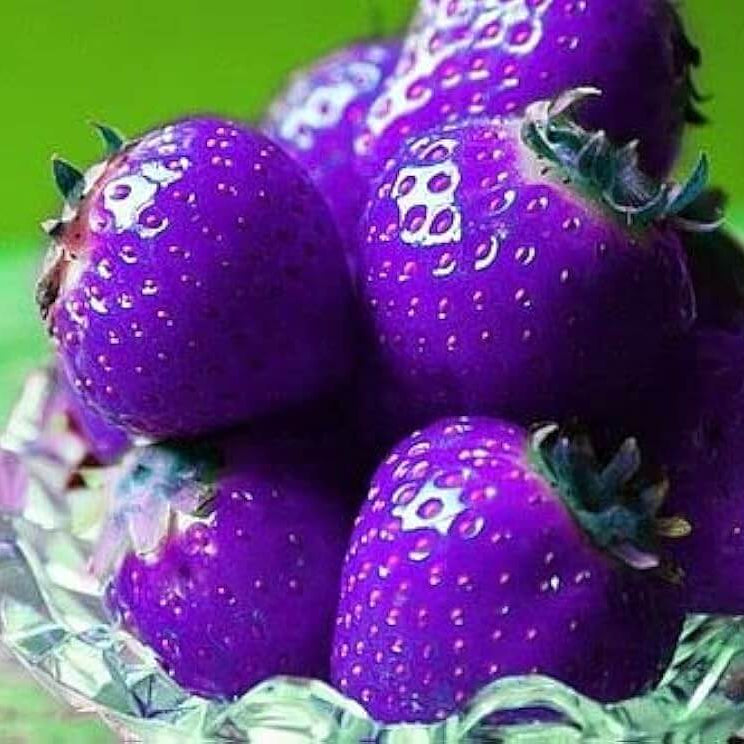 Purple Strawberry Seeds