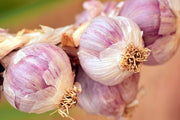 Red Seeds, Allium sativum