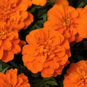 Bonanza Orange Marigold Seeds