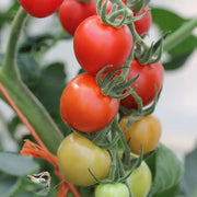 Mountain Tomato Seeds