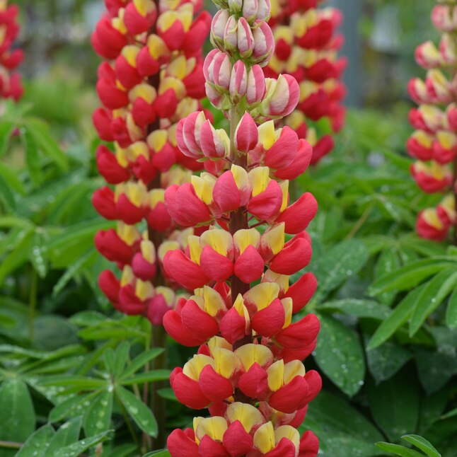 Dark Red & Yellow Lupine Seeds