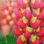 Dark Red & Yellow Lupine Seeds