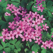 Pink Wood-Sorrel Oxalis Debilis Seeds