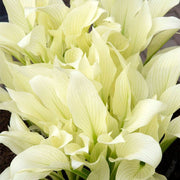 White Feather Hosta Seeds