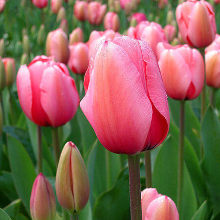 Tulipa spp Tulip Seeds