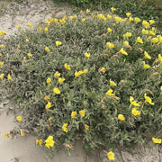 Hooker's Evening Primrose Seeds
