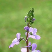 Blue Linaria Canadensis Toadflax Seeds