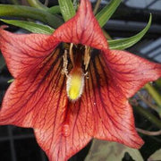 Wildflower Mix Canarina Seeds