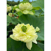 Green Seeds, Aquatic Lotus