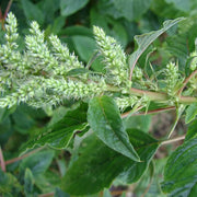 Green Amaranth Seeds