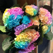 Pastel Rainbow Hydrangea Seeds