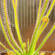 Thread-Leaved Sundew Seeds