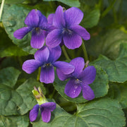 Sweet Violet Seeds