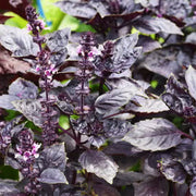 Aromatic Basil Seeds, Herbal