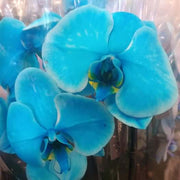 Sky Blue Orchid Seeds