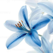 Blue Lily Seeds