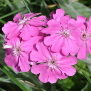 Flos-Jovis Lychnis Seeds