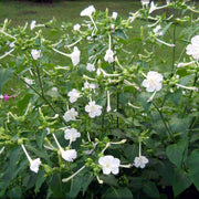 White Four O'Clock Seeds