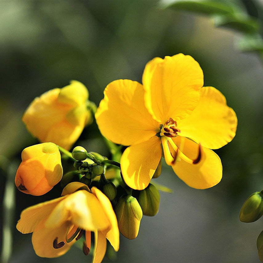 Egyptian Senna Alexandrina Seeds